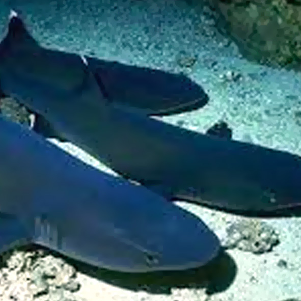 Cueva de los Tiburones Dormidos